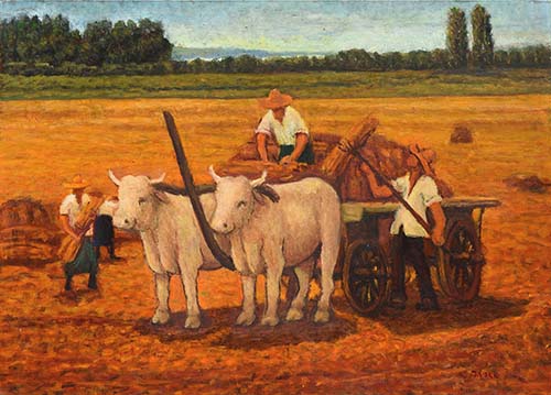 Raccolta del grano in golena